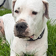 Harley is registered to the contest to win money with this photo: animal, black_collar, close_up, daylight, dog, domestic_animal, floppy_ears, front_facing, grass, lawn, lying_down, outdoor, pet, phone_screenshot, pit_bull_type, portrait, serious_expression, spotted_muzzle, wall, white_dog