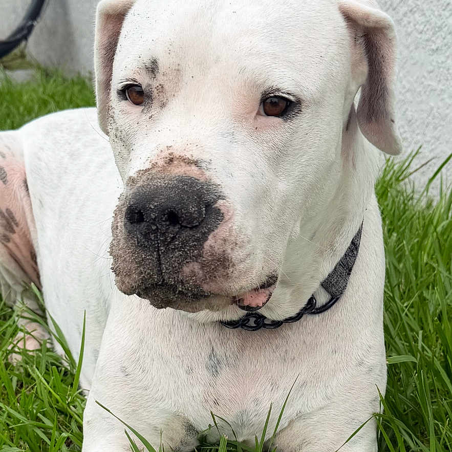 Harley is registered to the contest to win money with this photo: animal, black_collar, close_up, daylight, dog, domestic_animal, floppy_ears, front_facing, grass, lawn, lying_down, outdoor, pet, phone_screenshot, pit_bull_type, portrait, serious_expression, spotted_muzzle, wall, white_dog