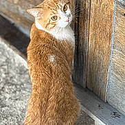 Skylar Collins is registered to the contest to win money with this photo: cat, closeup, concrete, curiosity, domestic_cat, fur, ginger_cat, golden_eyes, looking_back, orange_cat, outdoor, paw, pet, portrait, rustic, sitting, tail, whiskers, wood_texture, wooden_door