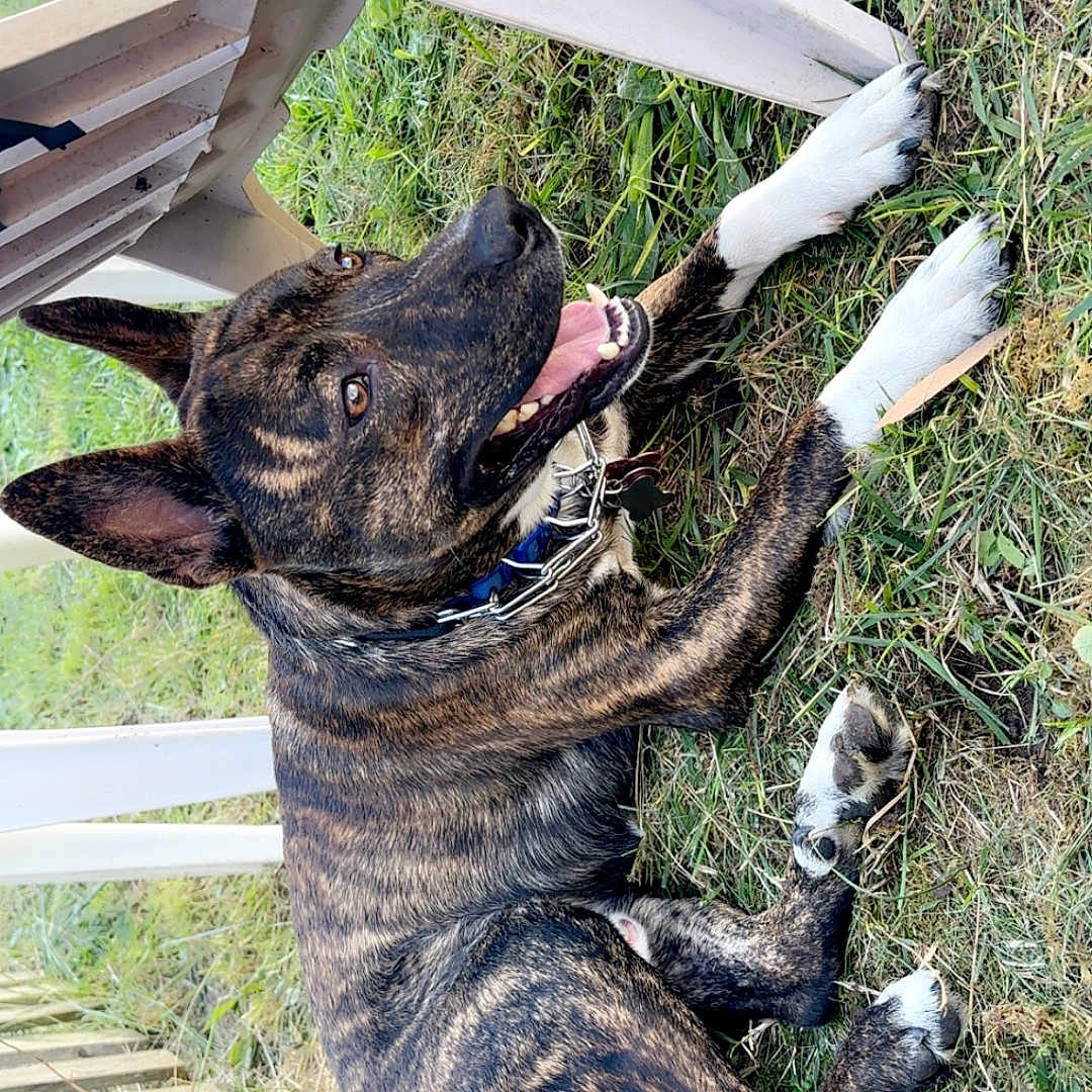 Pistol is registered to the contest to win money with this photo: animal, brindle, canine, collar, dog, ears, fence, fur, grass, happy, nature, outdoor, panting, paws, pet, plastic_chair, playful, resting, sunlight, tongue_out