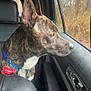 dog, brindle, collar, car_interior, window, looking_out, animal, pet, seat, autumn, trees, nature_outside, side_profile, ears_up, tag, curious, close_up, vehicle, reflection, daylight