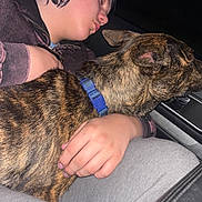 Pistol joined the competition — help win amazing prizes! person, dog, sleeping, car, window, reflection, hand, collar, brindle, clothing, jacket, pajamas, seat, interior, night, resting, closeup, comfort, pet, human