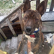Pistol is registered to the contest to win money with this photo: dog, brindle, white_paws, blue_collar, snow, window, porch, stairs, outdoor, pet, canine, curious, looking_up, wood, cold_weather, animal, close_up, ears_up, tag, front_view