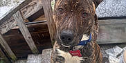 Pistol is registered to the contest to win money with this photo: dog, brindle, white_paws, blue_collar, snow, window, porch, stairs, outdoor, pet, canine, curious, looking_up, wood, cold_weather, animal, close_up, ears_up, tag, front_view