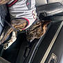 dog, brindle, sweater, clothing, car, car_interior, leather_seat, resting, pet, canine, seatbelt, window, door_handle, relaxed, side_view, animal, domestic_animal, transportation, travel, comfort