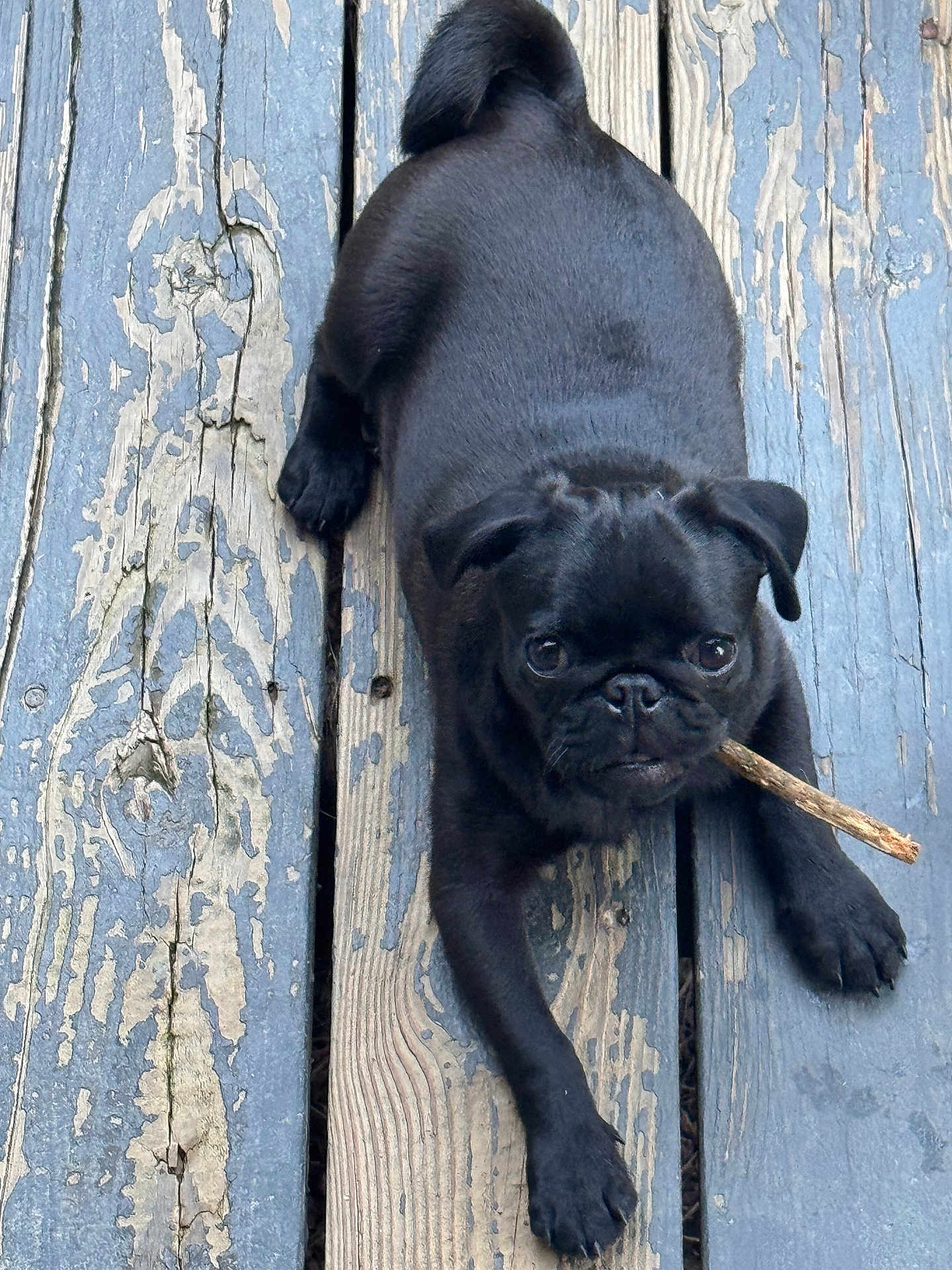 Denver is registered to the contest to win money with this photo: dog, pug, black_dog, puppy, stick, wooden_floor, outdoor, pet, animal, cute, small_dog, playful, fur, canine, lying_down, looking_up, texture, close_up, adorable, companion