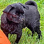 Denver joined the competition — help win amazing prizes! black_pug, puppy, dog, grass, outdoor, pet, animal, canine, fur, small_dog, cute, alert, wet_fur, nature, green_grass, young_dog, close_up, portrait, standing, orange_object