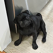 Denver joined the competition — help win amazing prizes! black_pug, puppy, dog, pet, indoor, floor, wooden_floor, corner, cute, small_dog, animal, looking_up, young_dog, companion, adorable, domestic_animal, fur, canine, friendly, house_pet