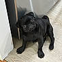 black_pug, puppy, dog, pet, indoor, floor, wooden_floor, corner, cute, small_dog, animal, looking_up, young_dog, companion, adorable, domestic_animal, fur, canine, friendly, house_pet