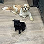 Denver is registered to the contest to win money with this photo: dog, pug, small_dog, fluffy_dog, black_dog, cream_dog, wooden_floor, kitchen_floor, indoor, pet, animal, cute, sitting, lying_down, flooring, modern_kitchen, looking_up, companion, domestic_animal, two_dogs