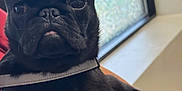 Denver is registered to the contest to win money with this photo: black_pug, dog, pet, close_up, indoor, hand, window, natural_light, wrinkles, tongue, face, ears, expression, cute, animal, companion, texture, portrait, holding, domestic