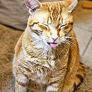 Pumpkin is registered to the contest to win money with this photo: cat, orange_tabby, tongue_out, sitting, carpet, indoor, feline, pet, fur, whiskers, closed_eyes, cute, mammal, domestic_animal, animal, playful, funny_expression, tabby_pattern, close_up, furry