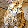 cat, orange_tabby, tongue_out, sitting, carpet, indoor, feline, pet, fur, whiskers, closed_eyes, cute, mammal, domestic_animal, animal, playful, funny_expression, tabby_pattern, close_up, furry