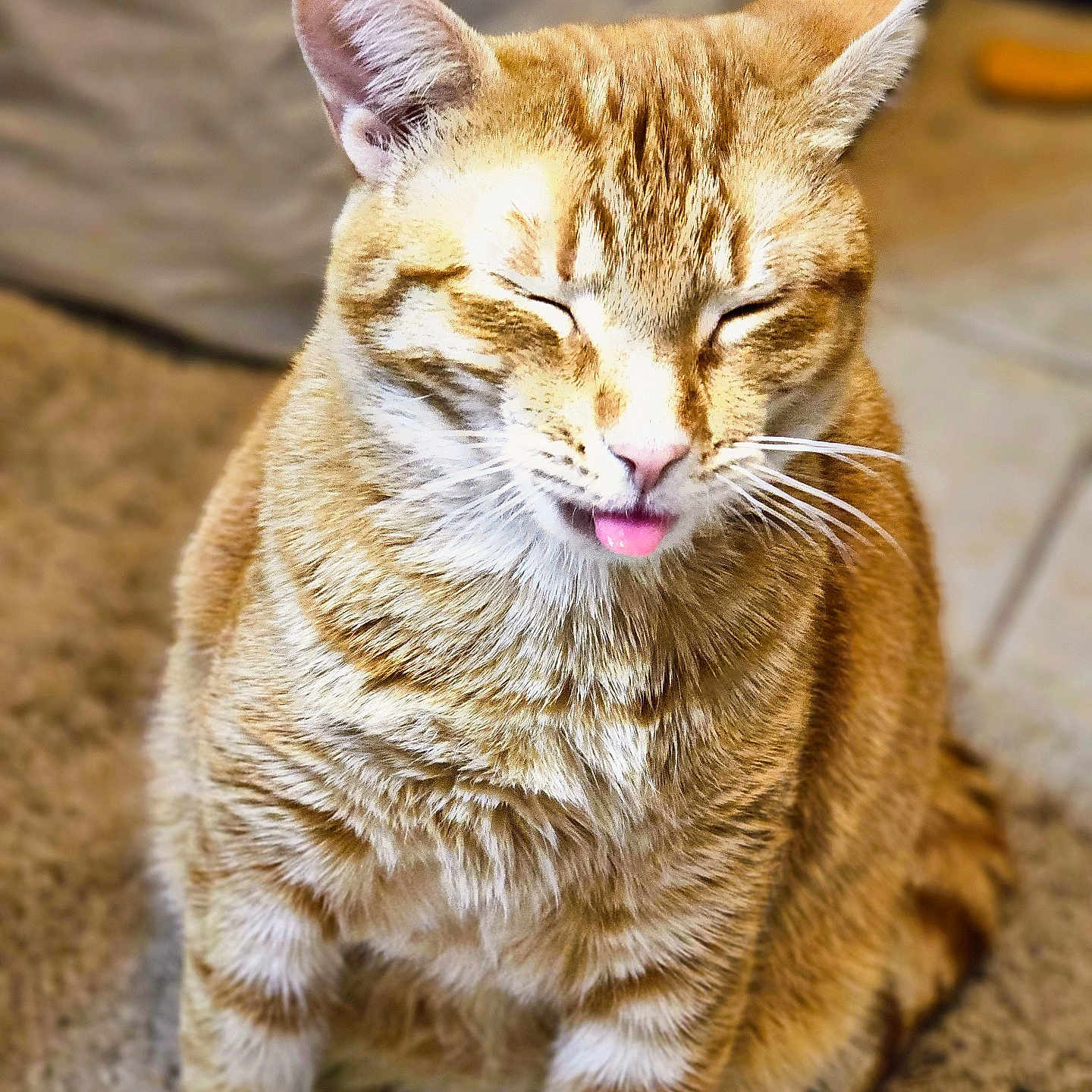 Pumpkin is registered to the contest to win money with this photo: animal, carpet, cat, close_up, closed_eyes, cute, domestic_animal, feline, funny_expression, fur, furry, indoor, mammal, orange_tabby, pet, playful, sitting, tabby_pattern, tongue_out, whiskers