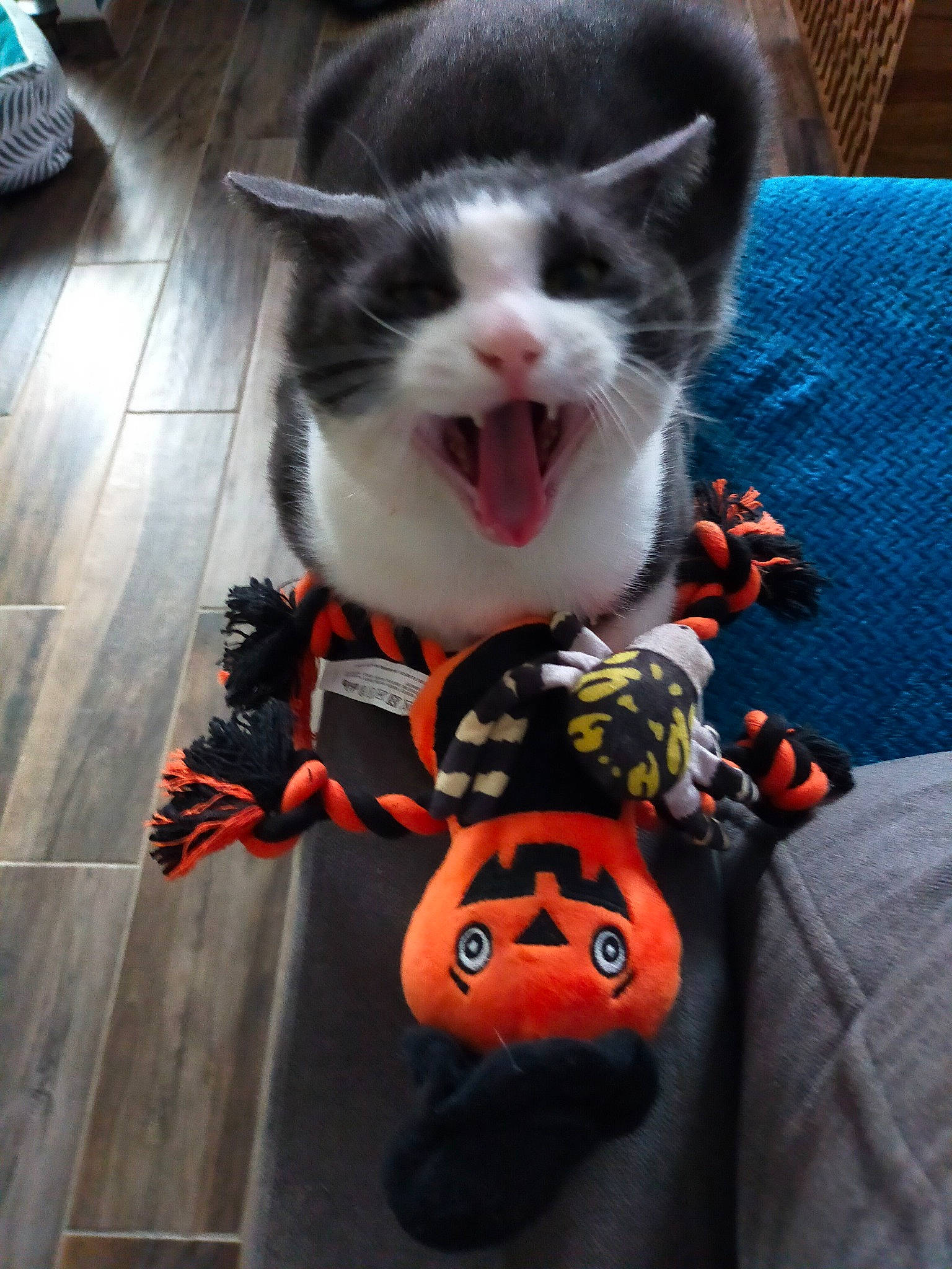 Mimine a rejoint le concours — aidez-le/la à gagner de superbes lots ! canidae, carmine, carnivore, cat, companion_dog, dog_breed, domestic_short_haired_cat, felidae, formal_wear, fur, paw, personal_protective_equipment, sitting, small_to_medium_sized_cats, snout, stuffed_toy, tail, toy, trick_or_treat, whiskers