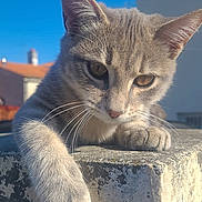Athéna a rejoint le concours — aidez-le/la à gagner de superbes lots ! cat, tabby_cat, grey_cat, pet, whiskers, paw, close_up, portrait, outdoor, sunlight, blue_sky, concrete, ledge, ear, eyes, feline, relaxed, building, roof, whisker_detail