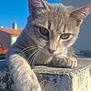 cat, tabby_cat, grey_cat, pet, whiskers, paw, close_up, portrait, outdoor, sunlight, blue_sky, concrete, ledge, ear, eyes, feline, relaxed, building, roof, whisker_detail