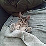 Athéna participe au concours pour gagner de l'argent avec cette photo : cat, kitten, gray_tabby, blanket, couch, pillow, cozy, paws, whiskers, ears, fur, indoors, looking_at_camera, lying_down, fabric, upholstery, portrait, cute, pet, relaxed