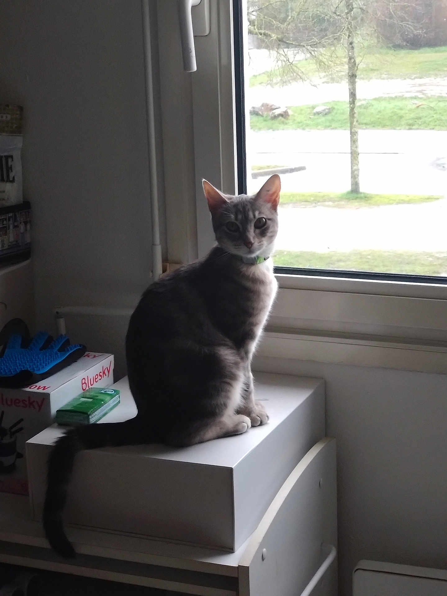 Athéna participe au concours pour gagner de l'argent avec cette photo : cat, tabby_cat, pet, indoor, sitting, window, windowsill, box, tail, collar, looking_at_camera, curious, home, furniture, daylight, portrait, domestic_cat, grey_cat, houseplant_absent, calm
