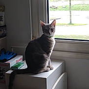 Athéna a rejoint le concours — aidez-le/la à gagner de superbes lots ! cat, tabby_cat, pet, indoor, sitting, window, windowsill, box, tail, collar, looking_at_camera, curious, home, furniture, daylight, portrait, domestic_cat, grey_cat, houseplant_absent, calm