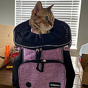 Leia joined the competition — help win amazing prizes! cat, tabby, pet_carrier, backpack, purple, table, indoor, window_blinds, box, curious, pet_accessory, zipper, collar, household, domestic_cat, feline, pet, looking_away, container, wooden_surface