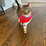 Kiwi joined the competition — help win amazing prizes! cat, tabby_cat, red_bandana, wooden_floor, indoor, pet, animal, feline, curious, walking, green_eyes, fur, domestic_cat, home, cabinet, flooring, natural_light, whiskers, tail, cute