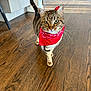 cat, tabby_cat, red_bandana, wooden_floor, indoor, pet, animal, feline, curious, walking, green_eyes, fur, domestic_cat, home, cabinet, flooring, natural_light, whiskers, tail, cute