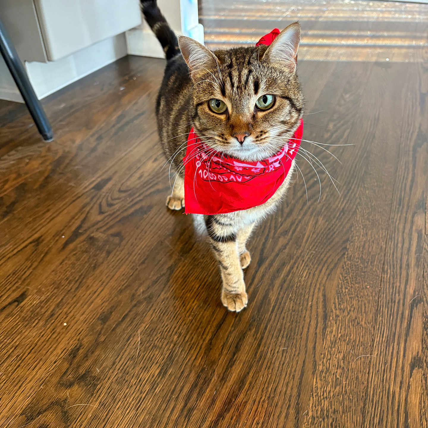 Kiwi joined the competition — help win amazing prizes! animal, cabinet, cat, curious, cute, domestic_cat, feline, flooring, fur, green_eyes, home, indoor, natural_light, pet, red_bandana, tabby_cat, tail, walking, whiskers, wooden_floor