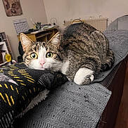 Iris a rejoint le concours — aidez-le/la à gagner de superbes lots ! cat, tabby_cat, pet, green_eyes, whiskers, paw, blanket, couch, indoor, living_room, bookshelf, furniture, cozy, portrait, closeup, fur, nose, looking_at_camera, wood_floor, textile