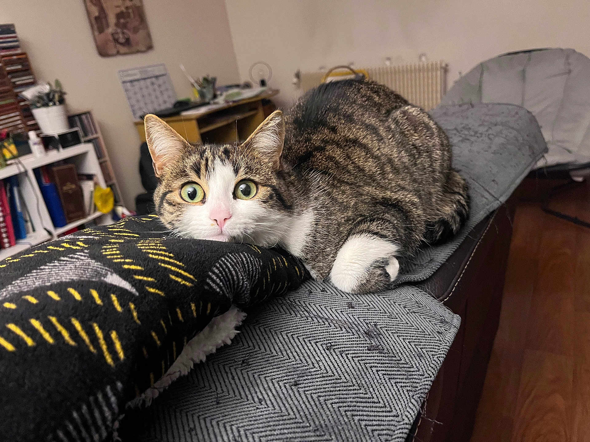 Iris a rejoint le concours — aidez-le/la à gagner de superbes lots ! cat, tabby_cat, pet, green_eyes, whiskers, paw, blanket, couch, indoor, living_room, bookshelf, furniture, cozy, portrait, closeup, fur, nose, looking_at_camera, wood_floor, textile