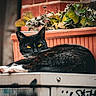 cat, animal, black_and_white, yellow_eyes, plant, planter, greenery, outdoor, concrete, relaxing, feline, pet, whiskers, fur, paws, brick_wall, sunlight, nature, closeup, resting
