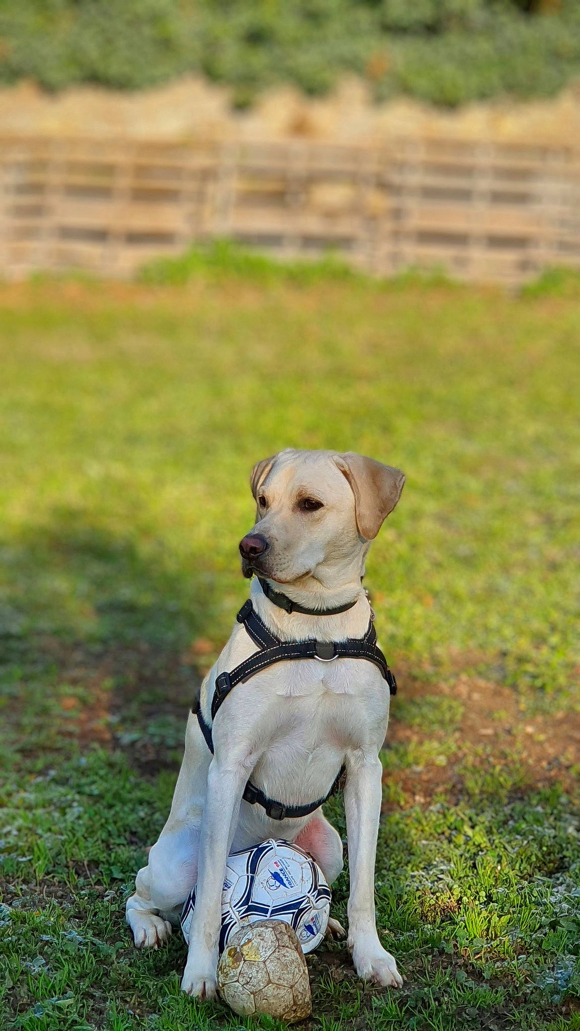 Taz participe au concours pour gagner de l'argent avec cette photo : canidae, carnivore, chair, collar, companion_dog, dog, dog_breed, dog_clothes, dog_collar, dog_supply, fawn, grass, leash, pet_supply, retriever, snout, sporting_group, tail, wood, working_animal