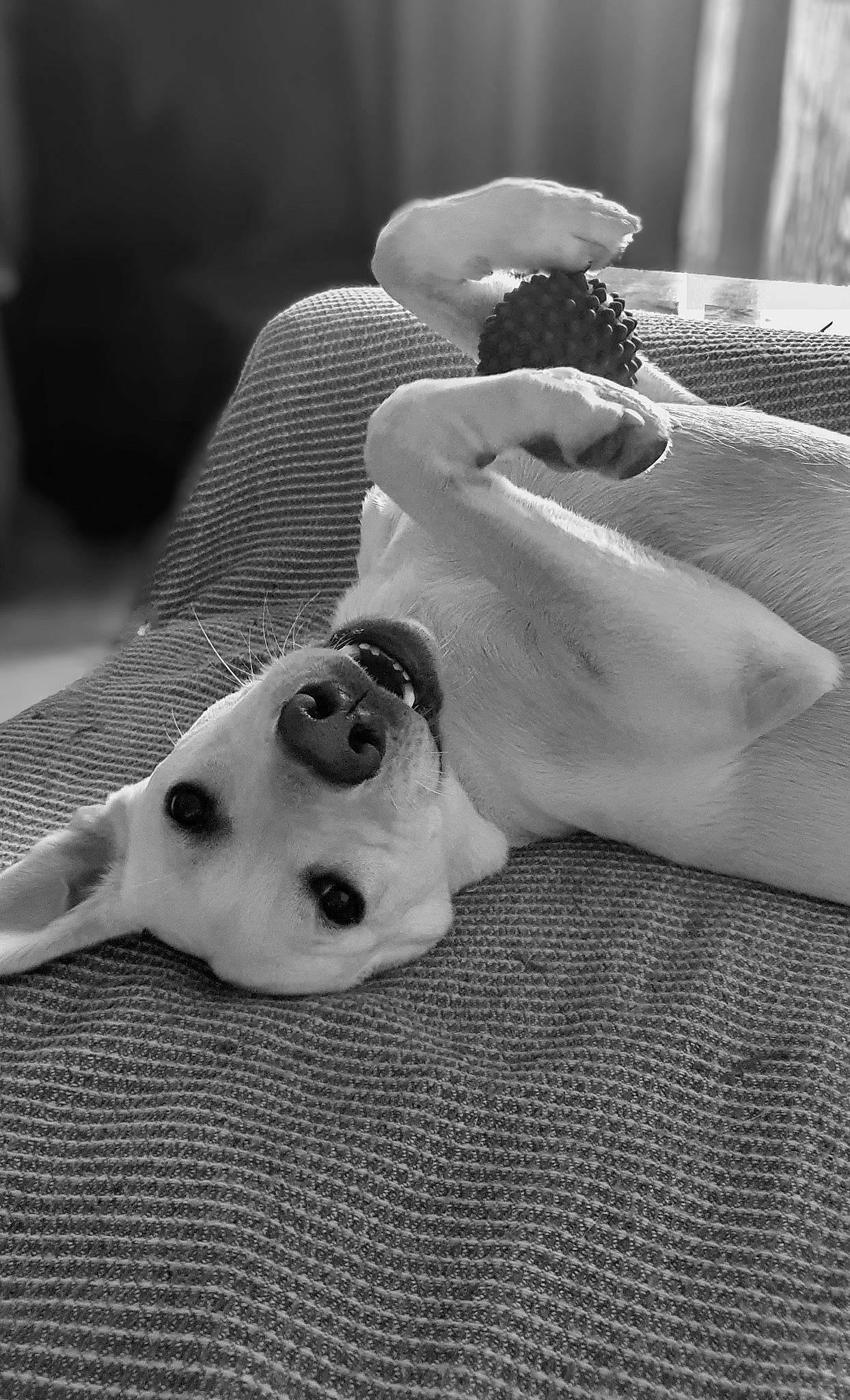 Taz participe au concours pour gagner de l'argent avec cette photo : art, black, black_and_white, carnivore, comfort, companion_dog, dog, dog_breed, ear, fawn, gesture, grey, jaw, monochrome, monochrome_photography, snout, sporting_group, style, whiskers, working_animal