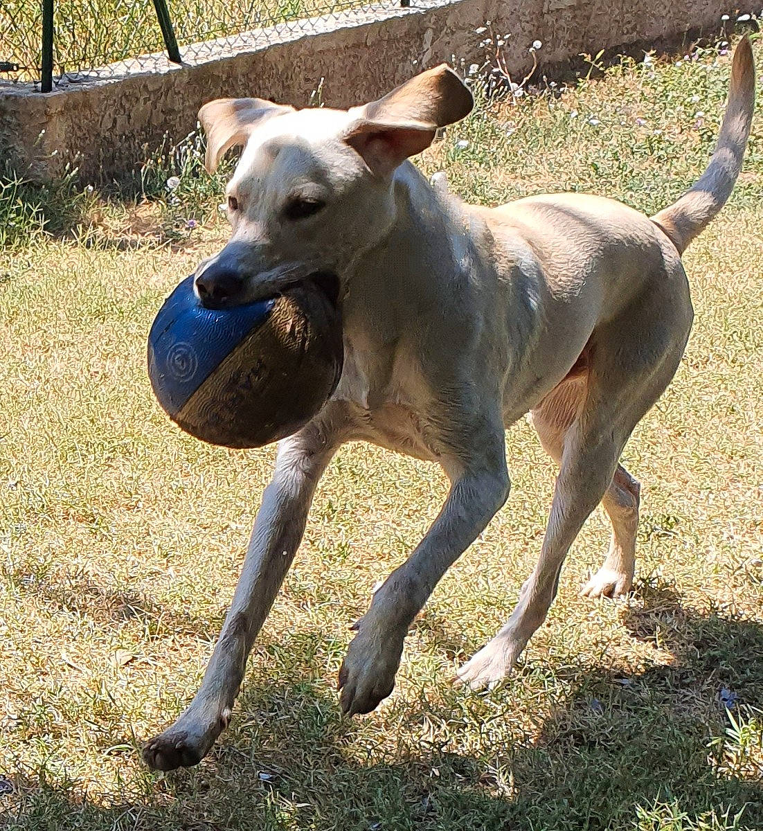 Taz participe au concours pour gagner de l'argent avec cette photo : ball, canidae, carnivore, collar, companion_dog, dog, dog_breed, dog_supply, fawn, grass, hunting_dog, non_sporting_group, plant, snout, sporting_group, tail, terrestrial_animal, working_animal, working_dog