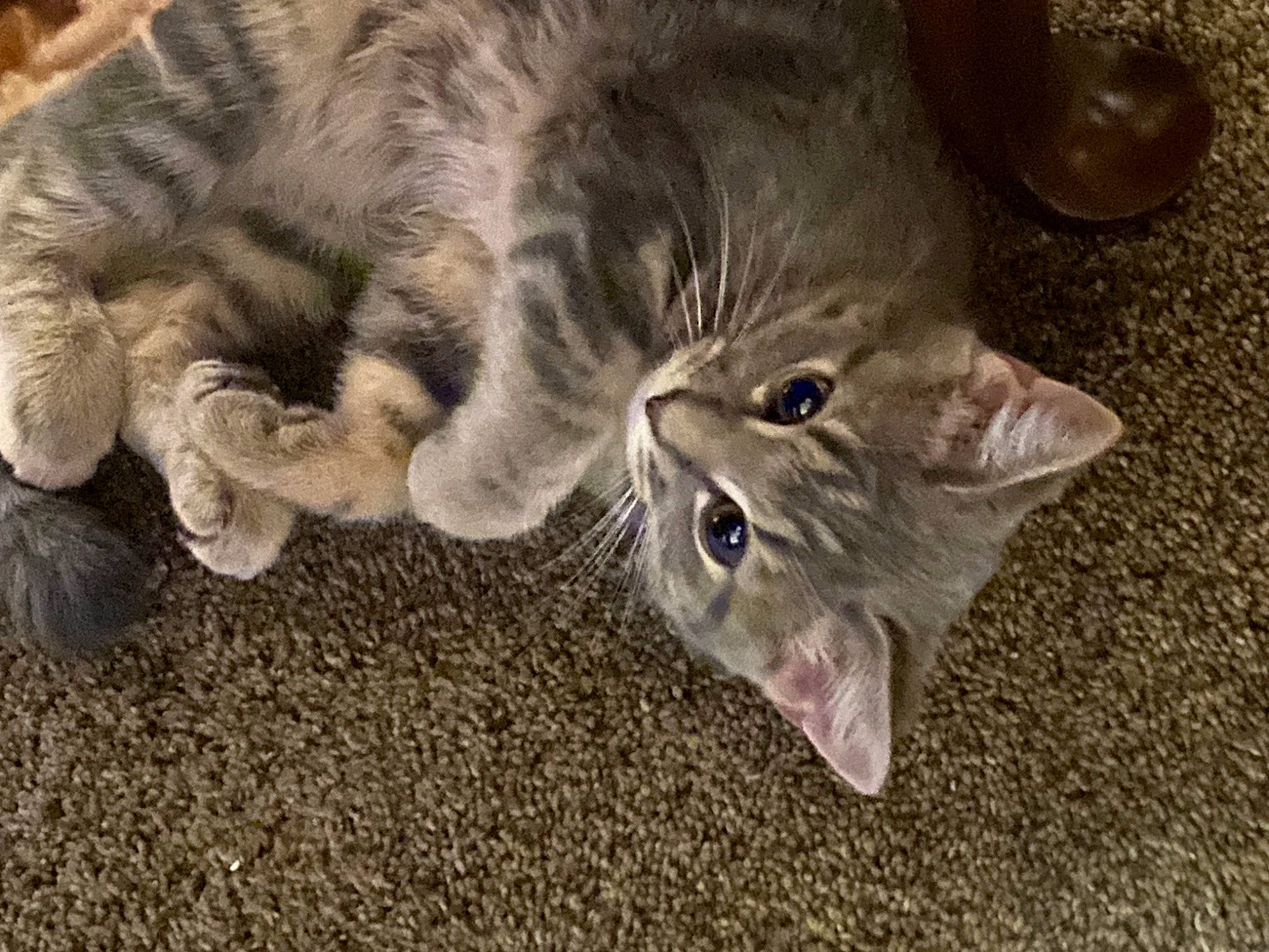 Mumu joined the competition — help win amazing prizes! carnivore, cat, claw, domestic_short_haired_cat, fawn, felidae, fur, paw, small_to_medium_sized_cats, snout, tail, terrestrial_animal, whiskers