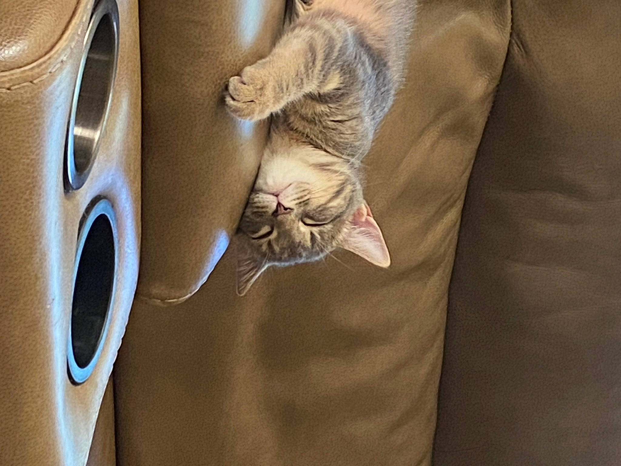 Mumu is registered to the contest to win money with this photo: audio_equipment, auto_part, automotive_design, automotive_lighting, automotive_tire, carnivore, cat, clothes_dryer, comfort, felidae, fur, gesture, grey, laundry_room, linens, rim, sleeve, vehicle_door, whiskers, wood