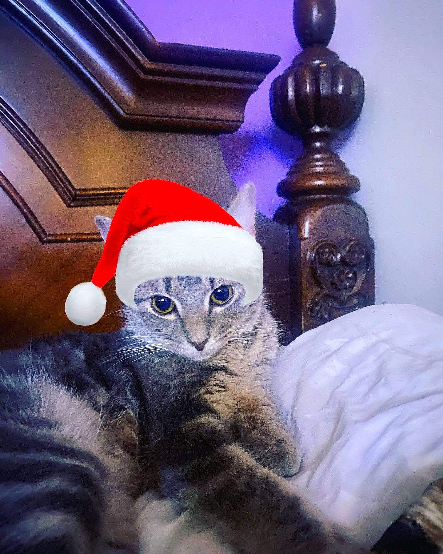 Mumu is registered to the contest to win money with this photo: blue, carnivore, cat, christmas, christmas_decoration, christmas_ornament, costume_hat, domestic_short_haired_cat, electric_blue, event, felidae, fur, hat, holiday, lighting, paw, small_to_medium_sized_cats, tail, whiskers, winter