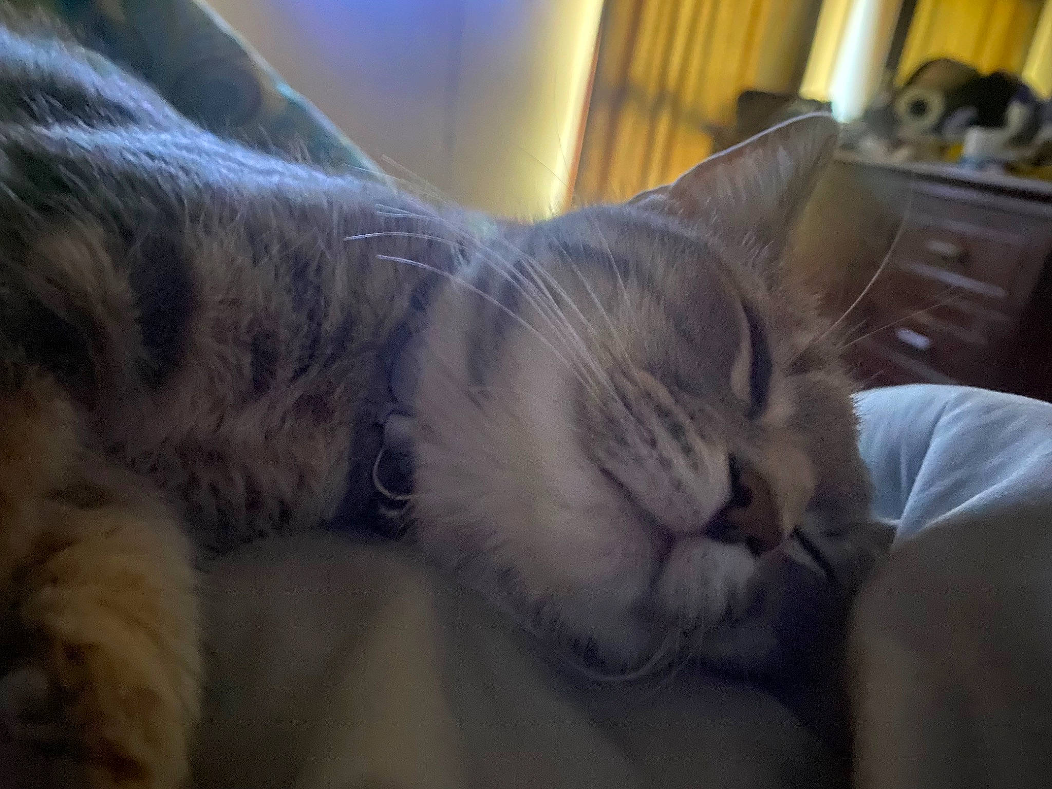 Mumu is registered to the contest to win money with this photo: bed, cabinetry, carnivore, cat, chest_of_drawers, claw, comfort, curtain, domestic_short_haired_cat, drawer, eye, fawn, felidae, fur, linens, nap, paw, small_to_medium_sized_cats, tail, whiskers