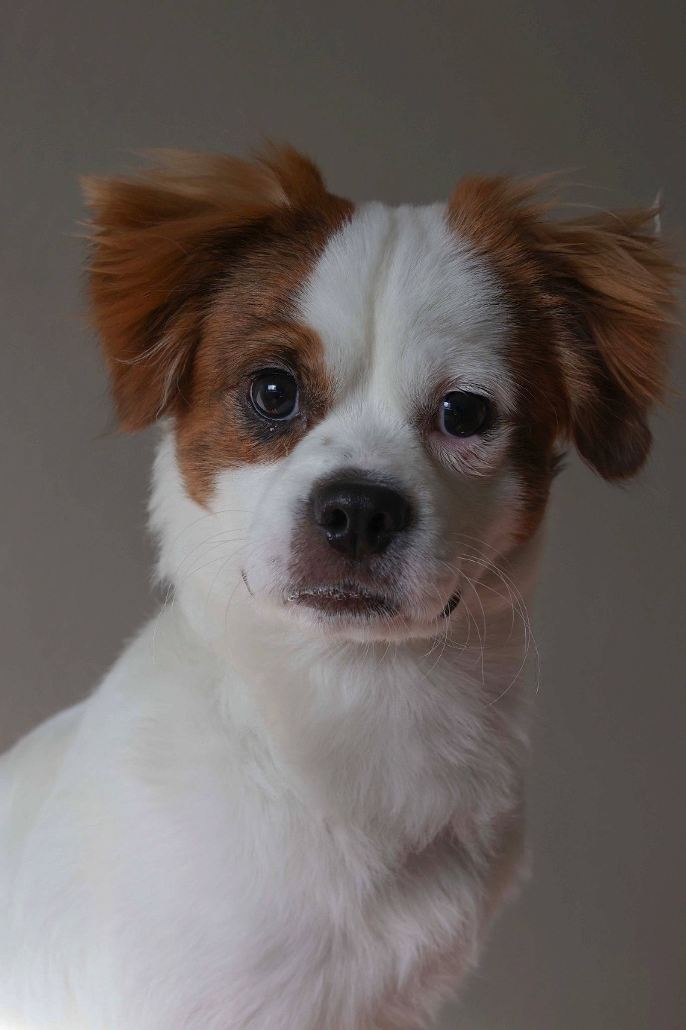 Paco is registered to the contest to win money with this photo: ancient_dog_breeds, carnivore, companion_dog, dog, dog_breed, event, fawn, fur, snout, terrestrial_animal, toy_dog, whiskers, working_animal