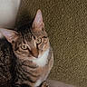 Puma joined the competition — help win amazing prizes! cat, tabby, pet, feline, striped, whiskers, ears, eyes, fur, cushion, texture, indoor, resting, closeup, animal, cute, domestic, cozy, relaxed, portrait