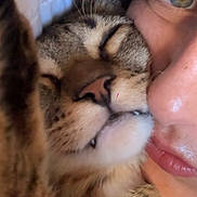 Puma is registered to the contest to win money with this photo: cat, tabby_cat, person, face, close_up, snuggling, sleepy, nose, whiskers, fur, eye, skin, lip, affection, indoor, pet, cute, cozy, intimate, portrait