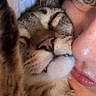 cat, tabby_cat, person, face, close_up, snuggling, sleepy, nose, whiskers, fur, eye, skin, lip, affection, indoor, pet, cute, cozy, intimate, portrait