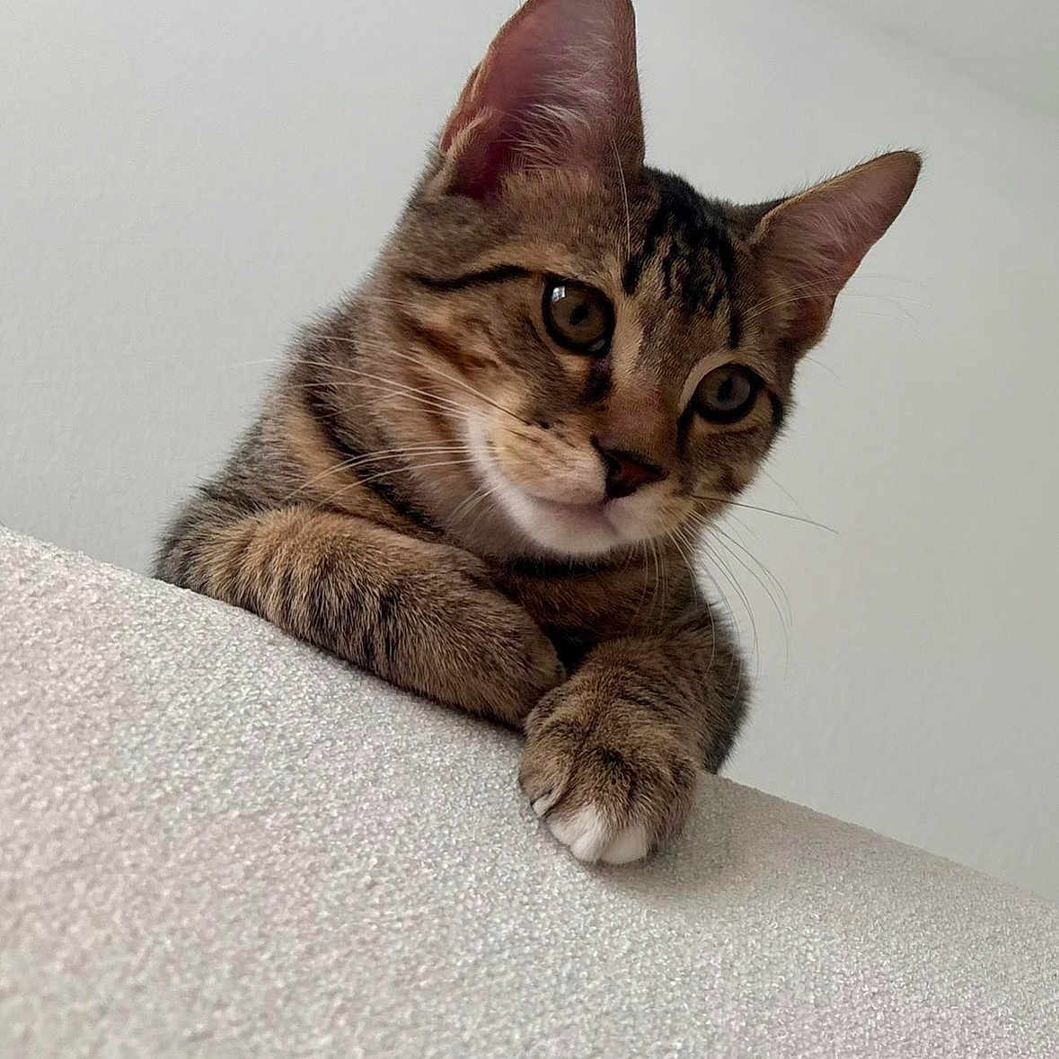 Puma joined the competition — help win amazing prizes! cat, tabby, pet, animal, curious, feline, whiskers, ears, paws, indoor, texture, closeup, looking, playful, cute, fur, portrait, mammal, resting, home