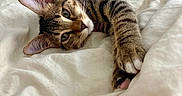 Puma is registered to the contest to win money with this photo: cat, tabby_cat, pet, animal, feline, bed, blanket, white_bedspread, stretching, relaxed, indoor, fur, whiskers, paw, ears, eyes, resting, cozy, domestic_animal, sleepy