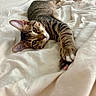 cat, tabby_cat, pet, animal, feline, bed, blanket, white_bedspread, stretching, relaxed, indoor, fur, whiskers, paw, ears, eyes, resting, cozy, domestic_animal, sleepy