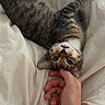 Puma is registered to the contest to win money with this photo: cat, tabby_cat, pet, bed, blanket, hand, feline, domestic_animal, resting, indoor, cozy, cute, animal, fur, whiskers, sleepy, relaxed, human_interaction, comfort, playful