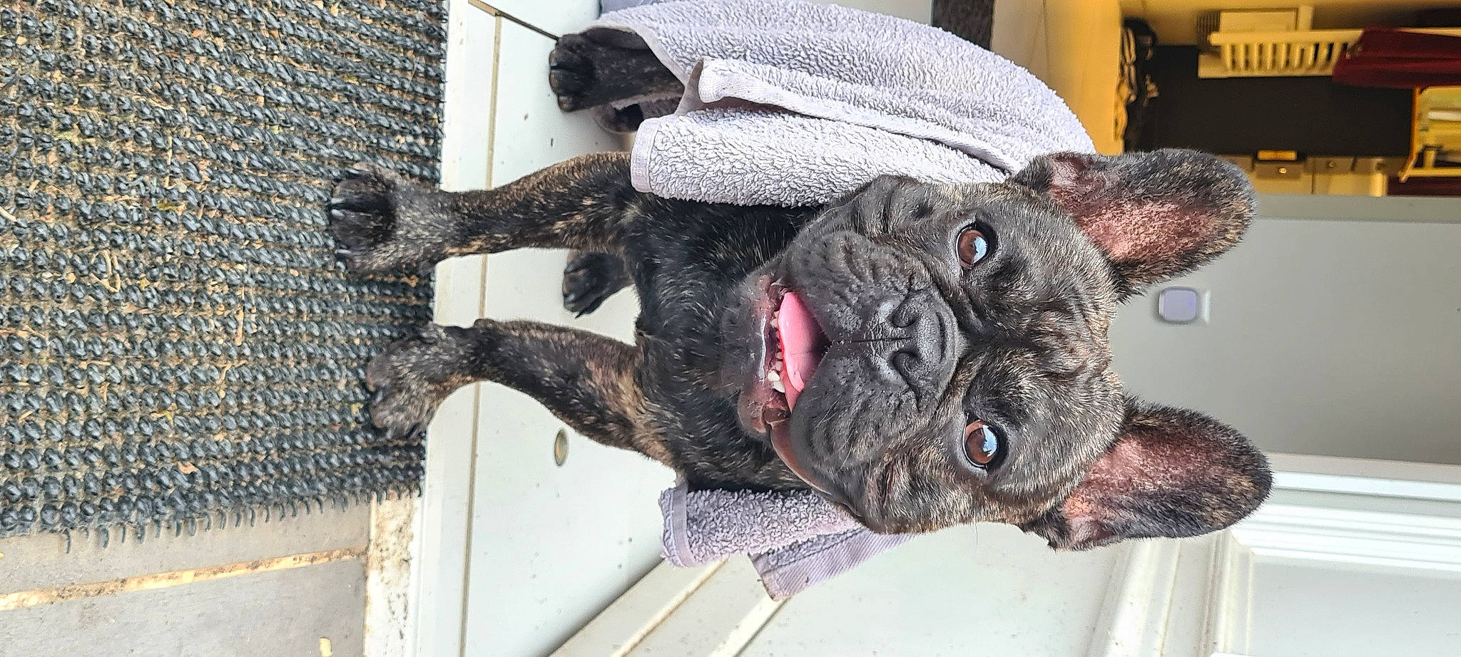 Scania participe au concours pour gagner de l'argent avec cette photo : canidae, carnivore, collar, companion_dog, dog, dog_breed, dog_collar, ear, fawn, fur, grey, non_sporting_group, pug, snout, sporting_group, tail, whiskers, wool, working_animal, wrinkle