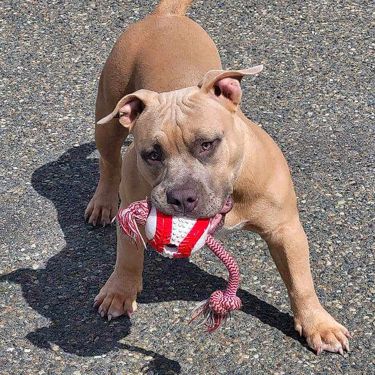 Tibrook a rejoint le concours — aidez-le/la à gagner de superbes lots ! accessories, animal, boxer, bulldog, canine, dog, face, frenchbulldog, head, hound, leash, person, pet, photography, pitbull, puppy, road, snout, strap, whitedog