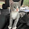 kitten, cat, gray_cat, white_paws, car_interior, car_headrest, person, pet, animal, cute, feline, whiskers, ears, pink_nose, young_cat, indoor, window, trees, parked_cars, shoulder