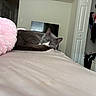 cat, bed, blanket, gray_cat, white_markings, indoor, bedroom, furniture, television, closet, door, sleepy, pet, cozy, resting, fur, tail, pink_blanket, domestic_animal, relaxation